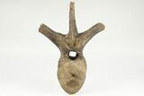 Hadrosaur (Brachylophosaur) Dorsal Vertebra on Stand - Montana #202231-2